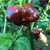 Chocolate 7 Pot Primo Pepper Live Plant