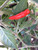 Goat's Weed Pepper | Tyler Farms