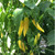 Aji Pineapple pepper | Tyler Farms