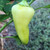 Santa Fe Grande Pepper | Tyler Farms