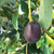 Hass Avocado | Tyler Farms