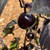 Black Cherry Bomb Pepper | Tyler Farms Black Cherry Bomb Pepper | Tyler Farms