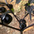 Black Cherry Bomb Pepper | Tyler Farms Black Cherry Bomb Pepper | Tyler Farms