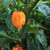 Orange Carolina Reaper Pepper | Tyler Farms