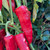 Sandia Select Chile Pepper Seeds Sandia Select Chile Pepper Seeds