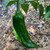 Sandia Select pepper | Tyler Farms Sandia Select pepper | Tyler Farms