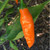Aji Amarillo pepper | Tyler Farms