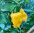 Yellow Trinidad Scorpion Pepper | Tyler Farms Yellow Trinidad Scorpion Pepper | Tyler Farms