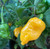 Yellow Trinidad Scorpion Pepper | Tyler Farms Yellow Trinidad Scorpion Pepper | Tyler Farms