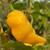 Yellow Trinidad Scorpion Pepper | Tyler Farms Yellow Trinidad Scorpion Pepper | Tyler Farms