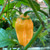 Orange Bubblegum Bhut Jolokia Pepper Live Plant Orange Bubblegum Bhut Jolokia Pepper Live Plant