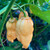 Cotton Candy Habanero Pepper Seeds