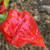 Stingray Pepper Seeds