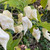 Jay's White Ghost Scorpion Pepper | Tyler Farms Jay's White Ghost Scorpion Pepper | Tyler Farms