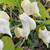 Jay's White Ghost Scorpion Pepper | Tyler Farms Jay's White Ghost Scorpion Pepper | Tyler Farms