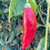 Grande Serrano Pepper Seeds Grande Serrano Pepper Seeds
