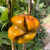 Gold 7 Pot Pepper Seeds