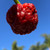 Carmel 7 Pot Brain Strain pepper | Tyler Farms