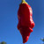 Red Bottle Rocket Pepper Seeds Red Bottle Rocket Pepper Seeds
