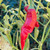 Red Bottle Rocket Pepper Seeds Red Bottle Rocket Pepper Seeds