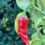 Red Bottle Rocket Pepper Seeds Red Bottle Rocket Pepper Seeds