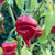 Red Bottle Rocket Pepper Seeds Red Bottle Rocket Pepper Seeds