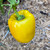 Golden California Wonder Bell Pepper Seeds