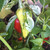 Candy Cane pepper | Tyler Farms Candy Cane pepper | Tyler Farms