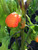 7 Pot Brain Strain Pepper | Tyler Farms