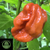 7 Pot Madballz Pepper | Tyler Farms 7 Pot Madballz Pepper | Tyler Farms