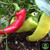 Banana pepper | Tyler Farms