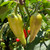Banana pepper | Tyler Farms