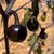 Black Cherry Bomb Pepper | Tyler Farms Black Cherry Bomb Pepper | Tyler Farms