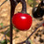 Black Cherry Bomb Pepper | Tyler Farms Black Cherry Bomb Pepper | Tyler Farms