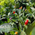 Bolivian Rainbow Pepper | Tyler Farms  Bolivian Rainbow Pepper | Tyler Farms