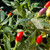 Bolivian Rainbow Pepper | Tyler Farms  Bolivian Rainbow Pepper | Tyler Farms