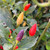 Bolivian Rainbow Pepper | Tyler Farms  Bolivian Rainbow Pepper | Tyler Farms