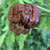 Chocolate MA Wartryx pepper | Tyler Farms Chocolate MA Wartryx pepper | Tyler Farms