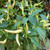 White Thai Pepper | Tyler FarmsWhite Thai Pepper | Tyler Farms White Thai Pepper | Tyler FarmsWhite Thai Pepper | Tyler Farms
