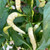 White Thai Pepper | Tyler Farms White Thai Pepper | Tyler Farms