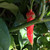 Aji Ethiopian Fire pepper | Tyler Farms