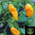 Fatalii pepper  | Tyler Farms