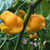 Yellow Moruglah pepper | Tyler Farms