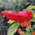 Red Fatalii pepper | Tyler Farms Red Fatalii pepper | Tyler Farms