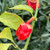 Red Bubblegum Habanero Pepper Seeds