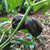 Black Congo Habanero pepper | Tyler Farms