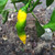 Ripening Lemon Drop Pepper | Tyler Farms