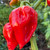 Red 7 Pot Scorpion Pepper | Tyler Farms Red 7 Pot Scorpion Pepper | Tyler Farms