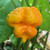 Yellow Trinidad Moruga Scorpion Pepper | Tyler Farms Yellow Trinidad Moruga Scorpion Pepper | Tyler Farms