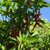 Red Cayenne Pepper | Tyler Farms
